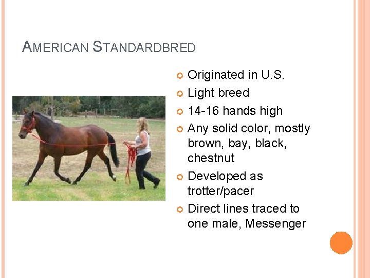 AMERICAN STANDARDBRED Originated in U. S. Light breed 14 -16 hands high Any solid