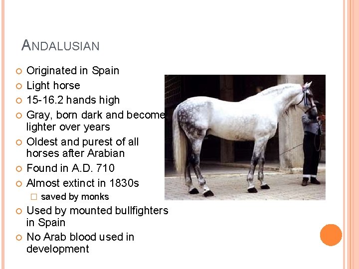 ANDALUSIAN Originated in Spain Light horse 15 -16. 2 hands high Gray, born dark