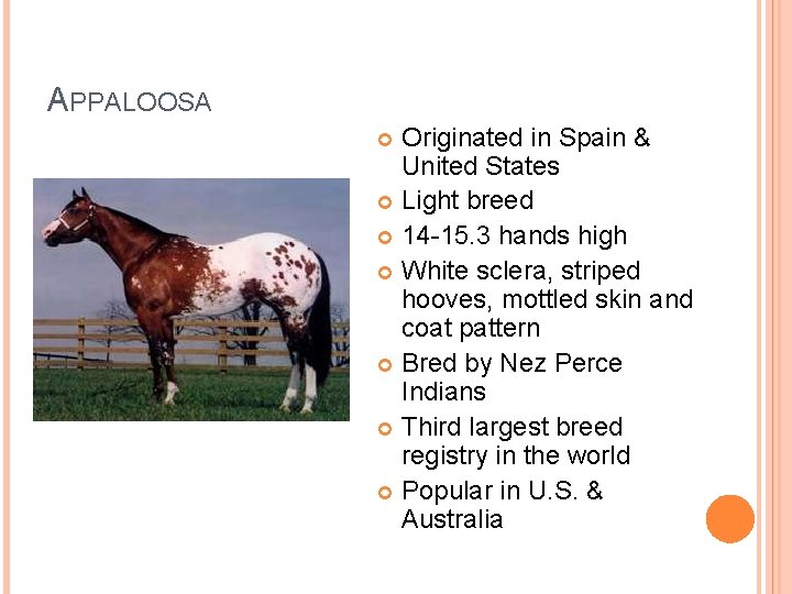 APPALOOSA Originated in Spain & United States Light breed 14 -15. 3 hands high