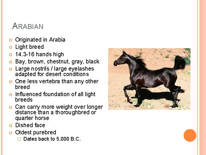 ARABIAN Originated in Arabia Light breed 14. 3 -16 hands high Bay, brown, chestnut,