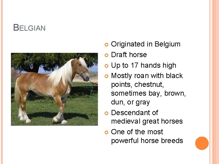 BELGIAN Originated in Belgium Draft horse Up to 17 hands high Mostly roan with