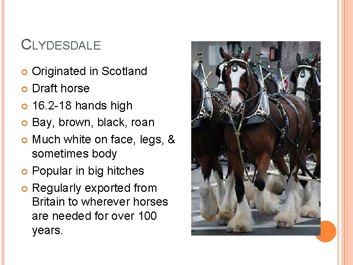 CLYDESDALE Originated in Scotland Draft horse 16. 2 -18 hands high Bay, brown, black,