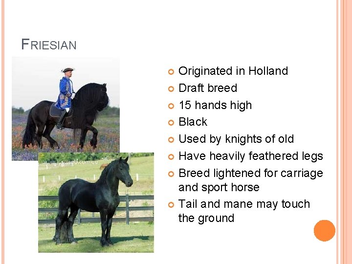 FRIESIAN Originated in Holland Draft breed 15 hands high Black Used by knights of