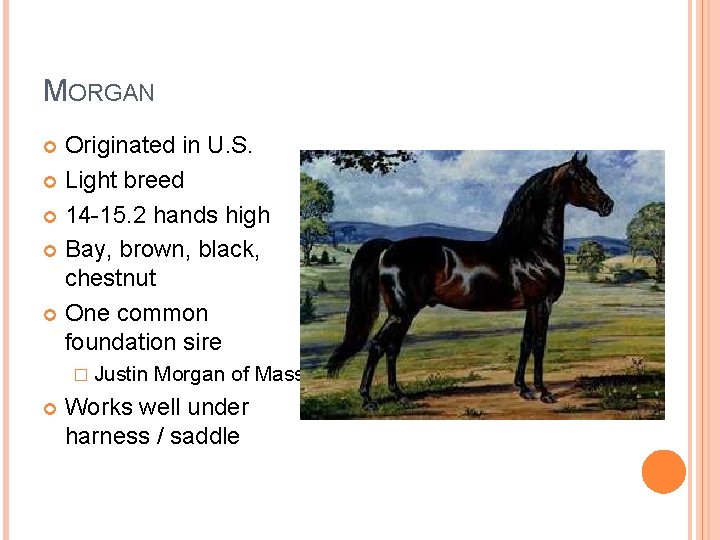 MORGAN Originated in U. S. Light breed 14 -15. 2 hands high Bay, brown,