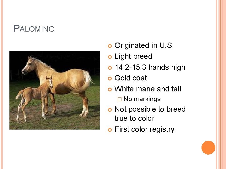PALOMINO Originated in U. S. Light breed 14. 2 -15. 3 hands high Gold