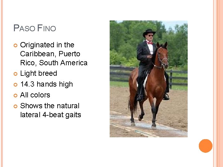 PASO FINO Originated in the Caribbean, Puerto Rico, South America Light breed 14. 3