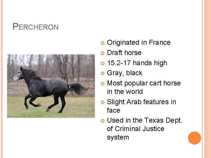 PERCHERON Originated in France Draft horse 15. 2 -17 hands high Gray, black Most