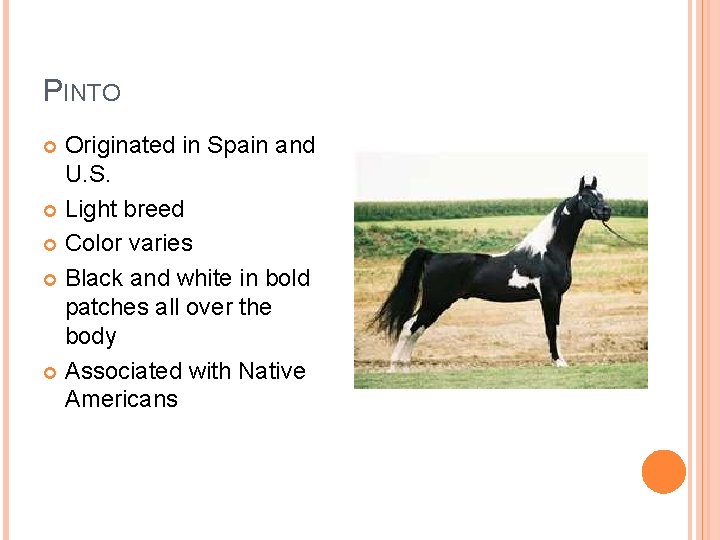 PINTO Originated in Spain and U. S. Light breed Color varies Black and white