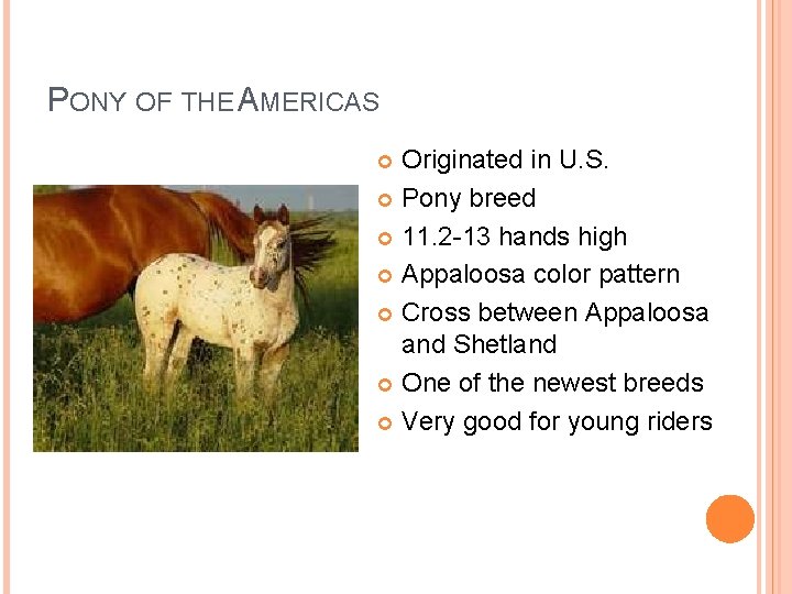 PONY OF THE AMERICAS Originated in U. S. Pony breed 11. 2 -13 hands