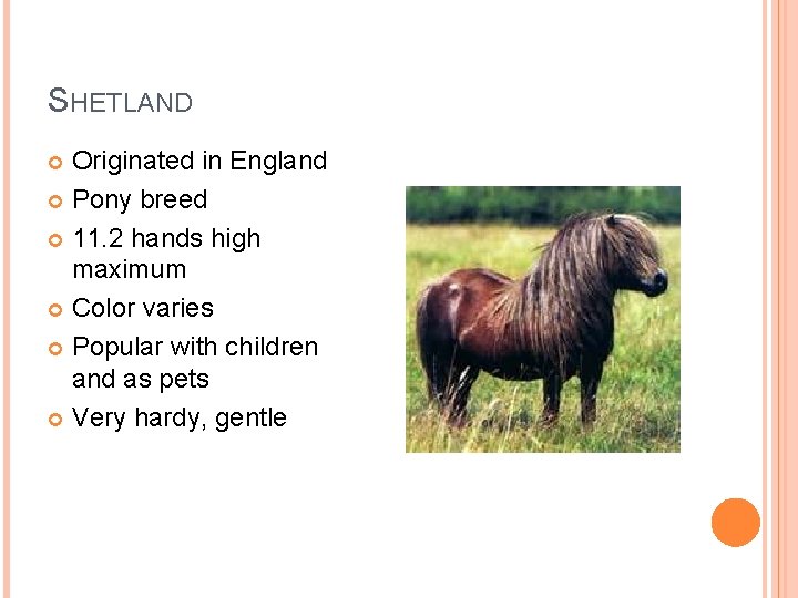 SHETLAND Originated in England Pony breed 11. 2 hands high maximum Color varies Popular