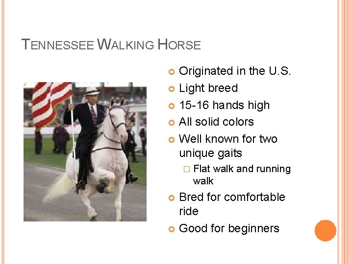 TENNESSEE WALKING HORSE Originated in the U. S. Light breed 15 -16 hands high