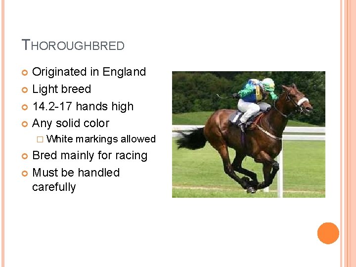 THOROUGHBRED Originated in England Light breed 14. 2 -17 hands high Any solid color
