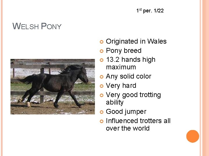 1 st per. 1/22 WELSH PONY Originated in Wales Pony breed 13. 2 hands
