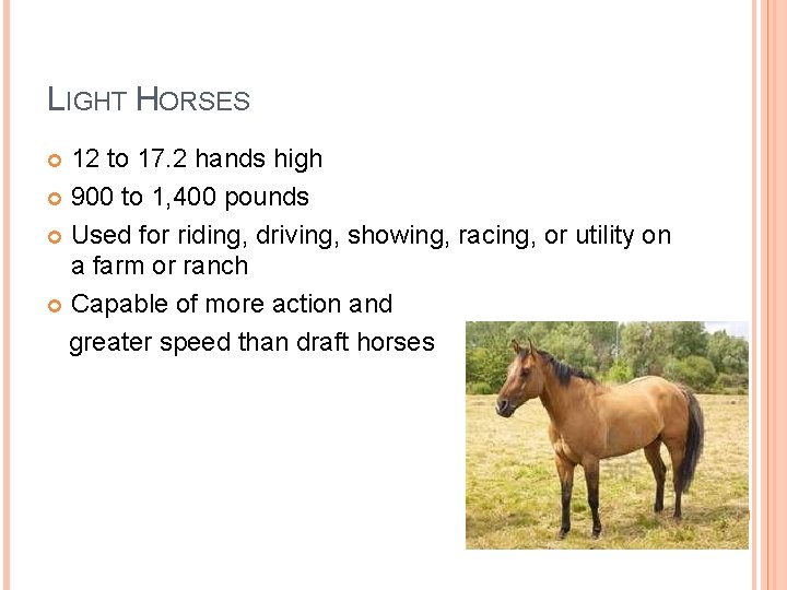LIGHT HORSES 12 to 17. 2 hands high 900 to 1, 400 pounds Used