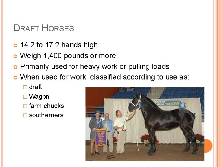 DRAFT HORSES 14. 2 to 17. 2 hands high Weigh 1, 400 pounds or