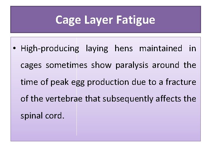 Cage Layer Fatigue • High-producing laying hens maintained in cages sometimes show paralysis around