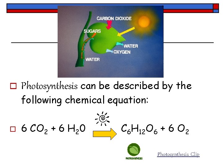 o Photosynthesis can be described by the following chemical equation: o 6 CO 2