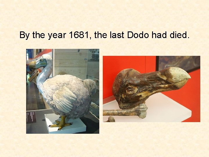 By the year 1681, the last Dodo had died. 