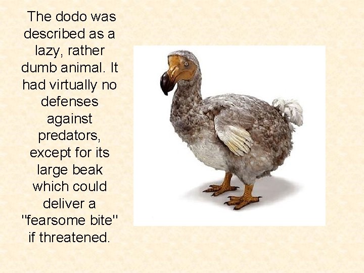  The dodo was described as a lazy, rather dumb animal. It had virtually
