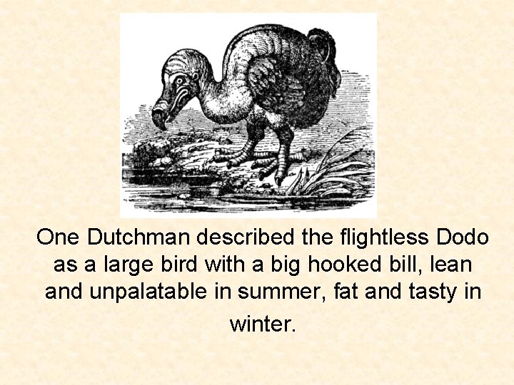 One Dutchman described the flightless Dodo as a large bird with a big hooked