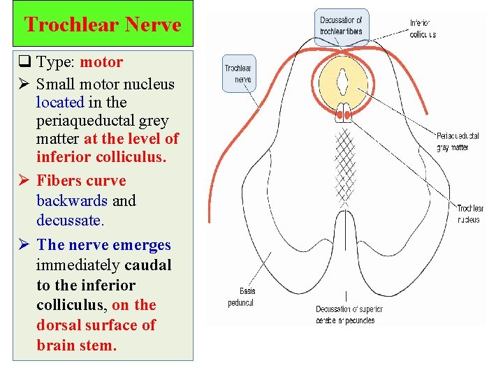 Trochlear Nerve q Type: motor Ø Small motor nucleus located in the periaqueductal grey