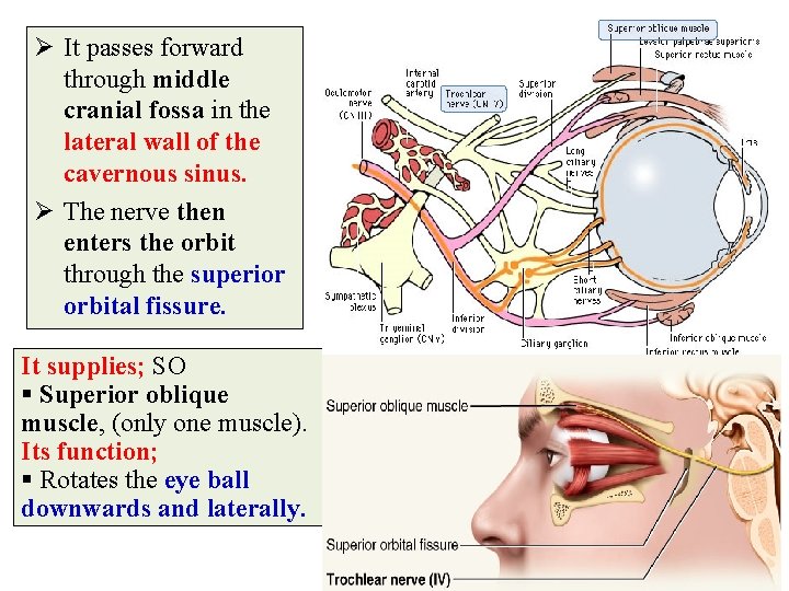 Ø It passes forward through middle cranial fossa in the lateral wall of the