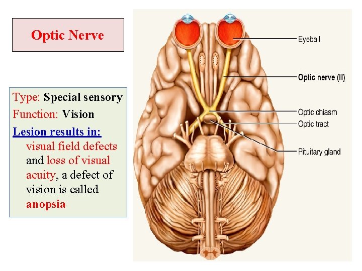 Optic Nerve Type: Special sensory Function: Vision Lesion results in: visual field defects and