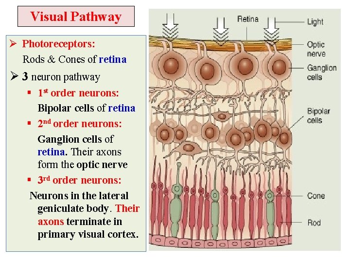 Visual Pathway Ø Photoreceptors: Rods & Cones of retina Ø 3 neuron pathway §