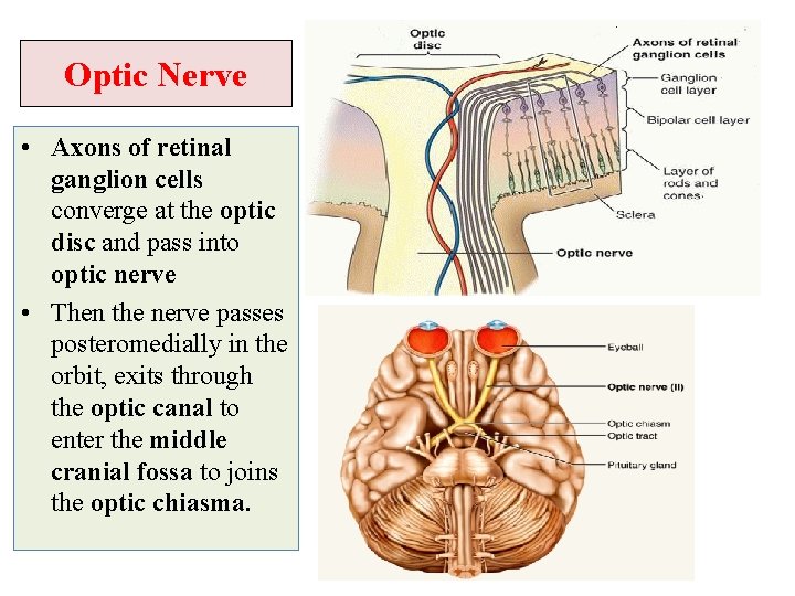 Optic Nerve • Axons of retinal ganglion cells converge at the optic disc and