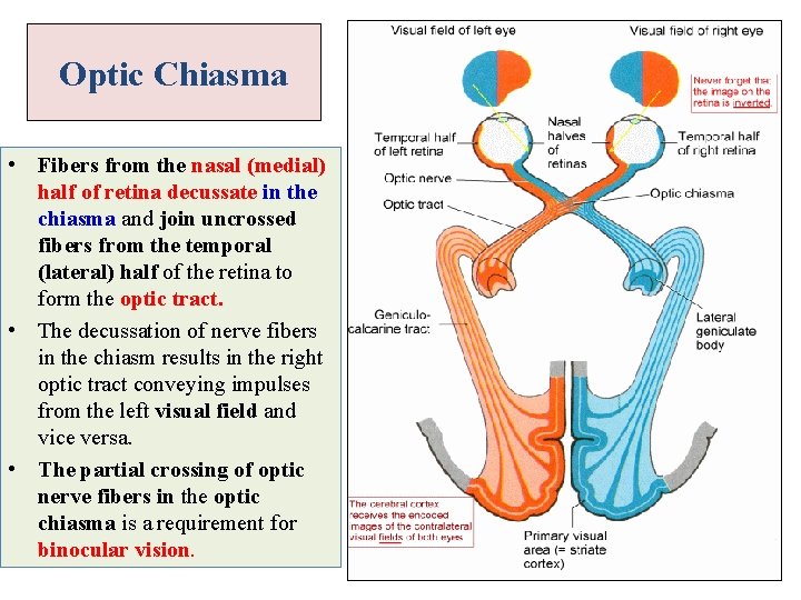 Optic Chiasma • Fibers from the nasal (medial) half of retina decussate in the