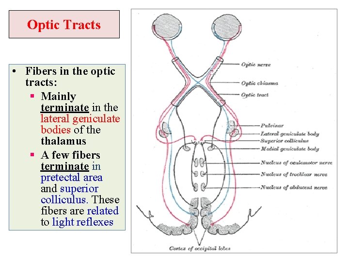 Optic Tracts • Fibers in the optic tracts: § Mainly terminate in the lateral