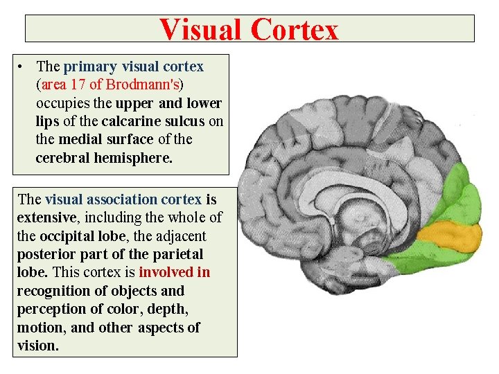 Visual Cortex • The primary visual cortex (area 17 of Brodmann's) occupies the upper