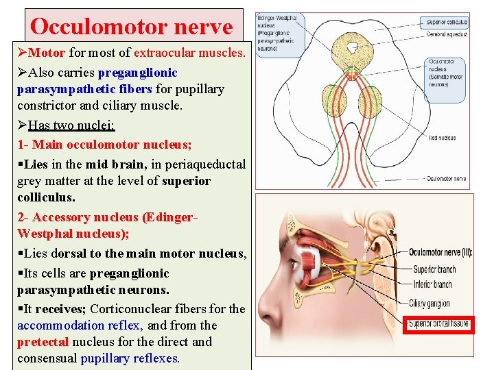 Occulomotor nerve ØMotor for most of extraocular muscles. ØAlso carries preganglionic parasympathetic fibers for