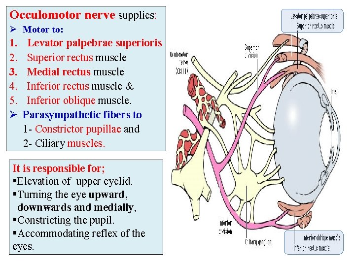 Occulomotor nerve supplies: Ø Motor to: 1. 2. 3. 4. 5. Ø Levator palpebrae