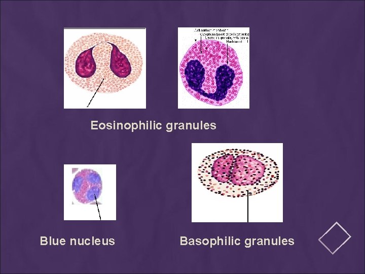 Eosinophilic granules Blue nucleus Basophilic granules 