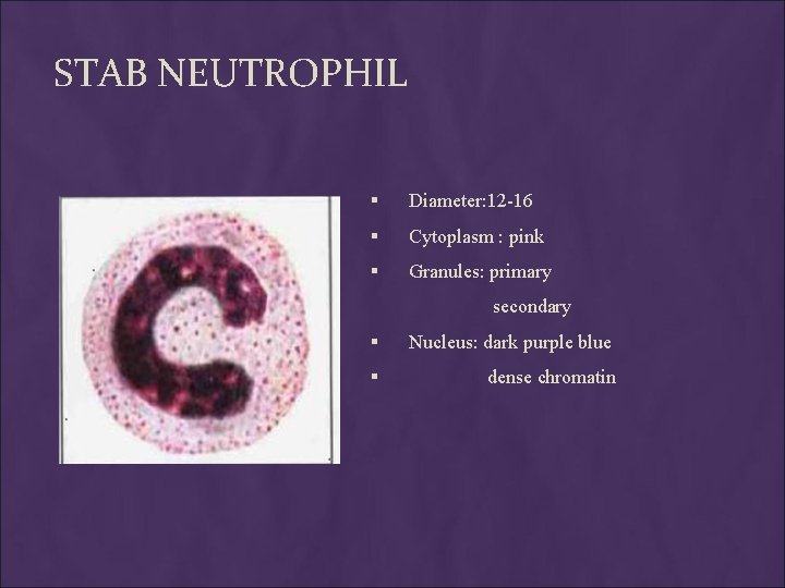 STAB NEUTROPHIL § Diameter: 12 -16 § Cytoplasm : pink § Granules: primary secondary