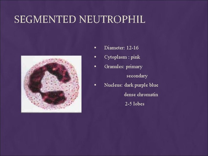 SEGMENTED NEUTROPHIL § Diameter: 12 -16 § Cytoplasm : pink § Granules: primary secondary