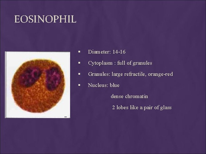 EOSINOPHIL § Diameter: 14 -16 § Cytoplasm : full of granules § Granules: large