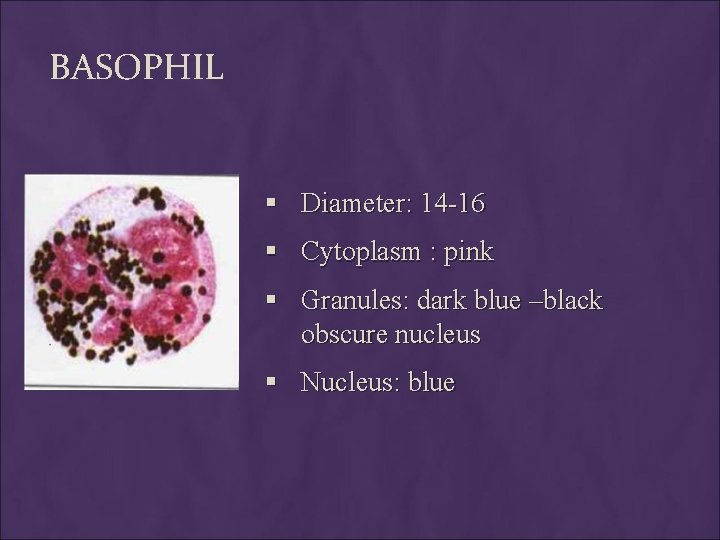 BASOPHIL § Diameter: 14 -16 § Cytoplasm : pink § Granules: dark blue –black