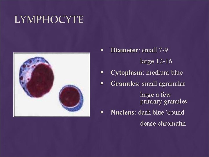 LYMPHOCYTE § Diameter: small 7 -9 large 12 -16 § Cytoplasm: medium blue §