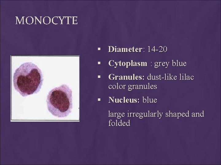 MONOCYTE § Diameter: 14 -20 § Cytoplasm : grey blue § Granules: dust-like lilac