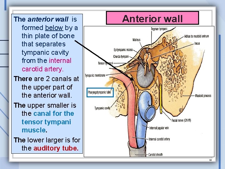 The anterior wall is formed below by a thin plate of bone that separates
