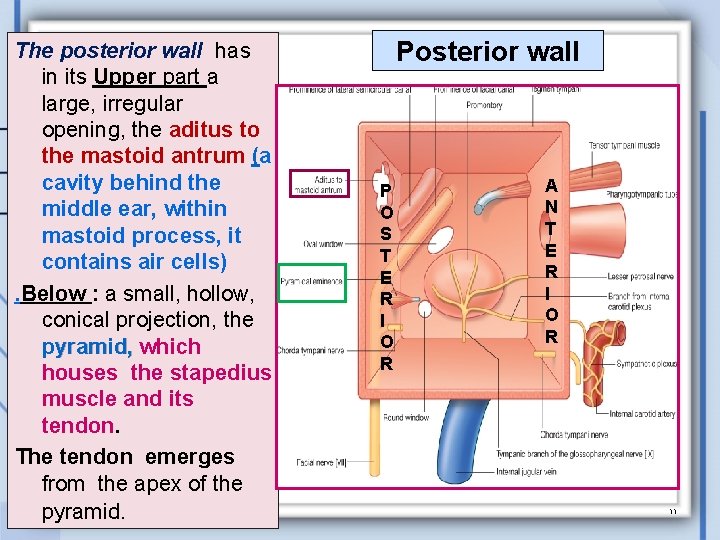 The posterior wall has in its Upper part a large, irregular opening, the aditus