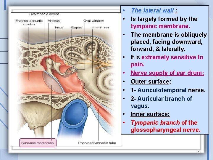  • • • The lateral wall : Is largely formed by the tympanic