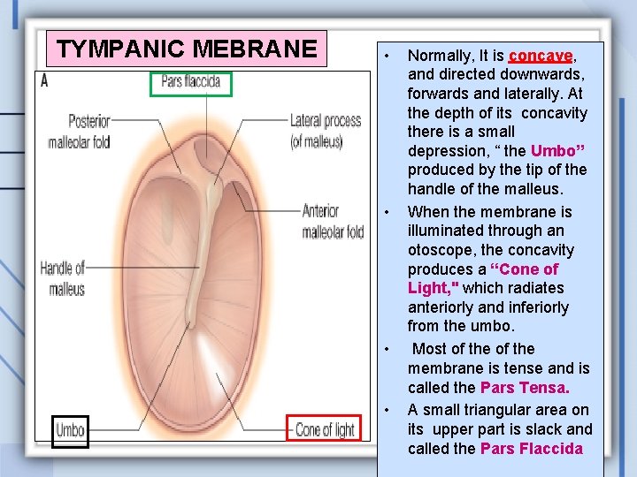 TYMPANIC MEBRANE • • Normally, It is concave, and directed downwards, forwards and laterally.