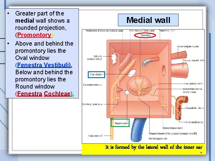  • Greater part of the medial wall shows a rounded projection, (Promontory) •