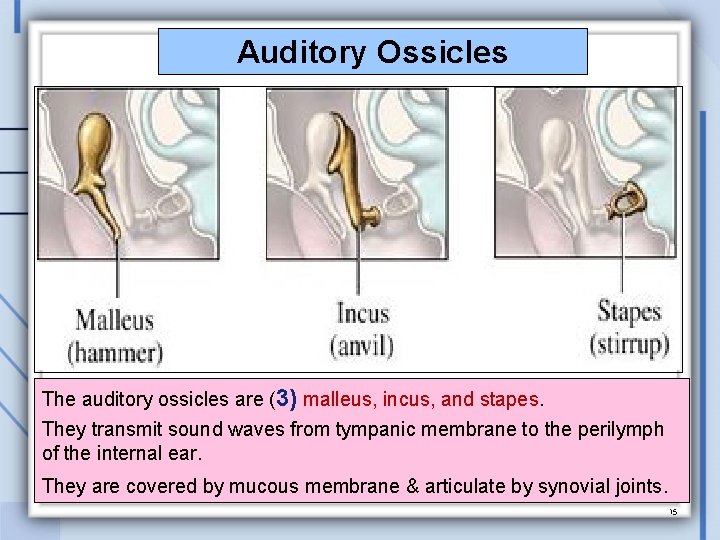 Auditory Ossicles The auditory ossicles are (3) malleus, incus, and stapes. They transmit sound