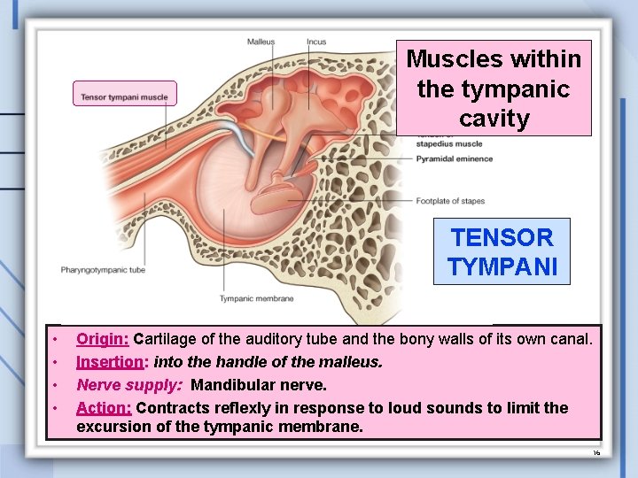 Muscles within the tympanic cavity TENSOR TYMPANI • • Origin: Cartilage of the auditory