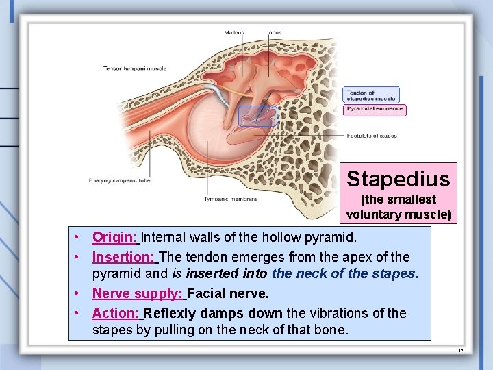 Stapedius (the smallest voluntary muscle) • Origin: Internal walls of the hollow pyramid. •