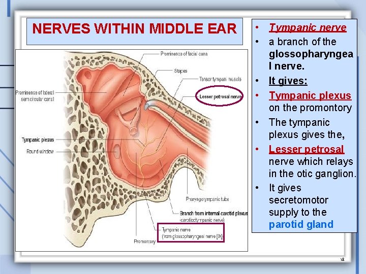 NERVES WITHIN MIDDLE EAR • Tympanic nerve • a branch of the glossopharyngea l